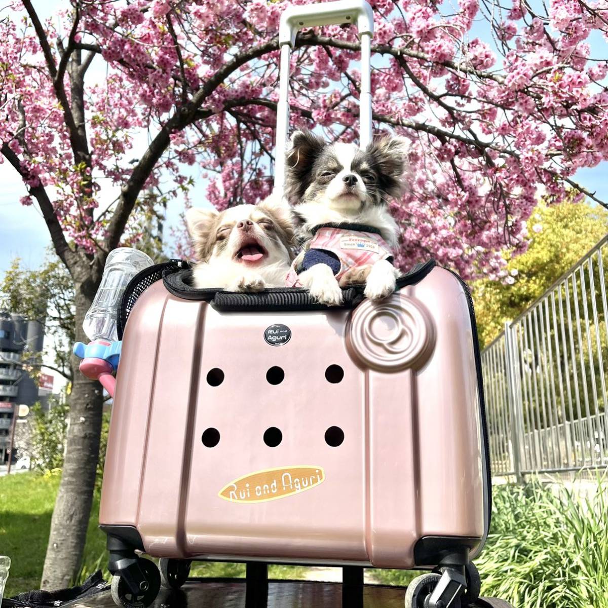 値下げしました　ルイアンドアグリ ペットキャリーruiandaguri ペットキャリー ハード (ルイアンドアグリ) RUI&AGURI RUIANDAGURI