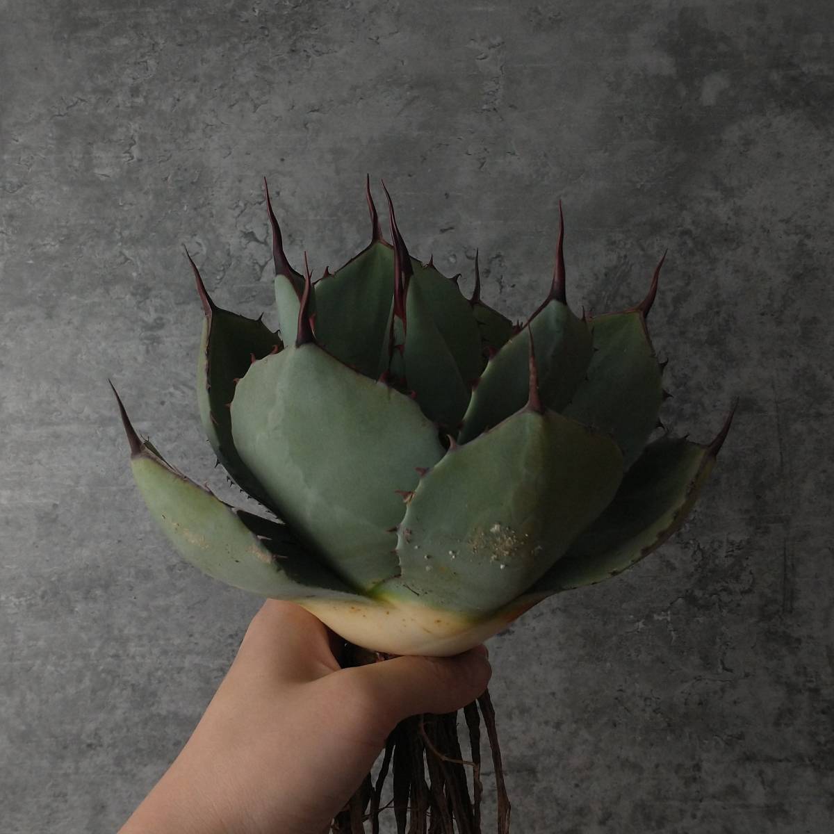 パリー アガベ トランカータ - Agave parryi ハンティントンタイプ