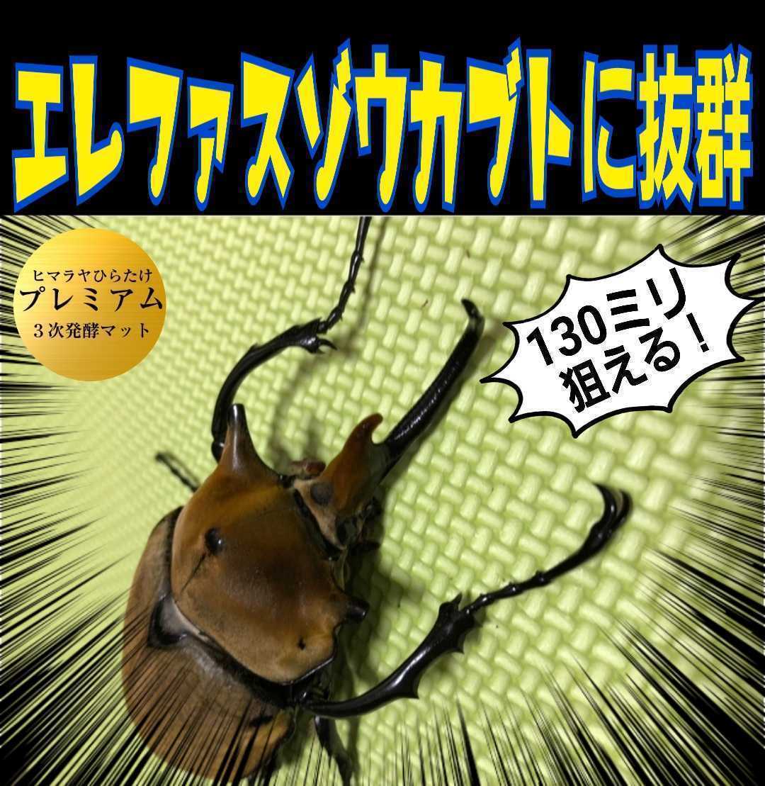 極上品！さらにグレードアップしたプレミアム3次発酵カブトムシ
