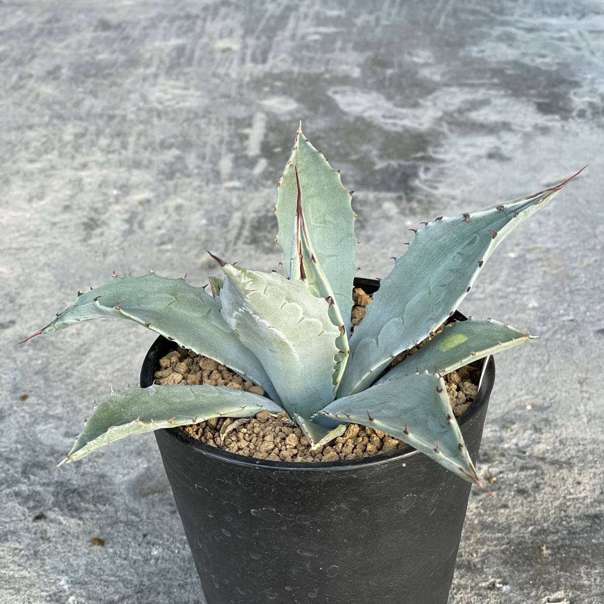 アガベ パリー コーエシー agave parryi couesii ② parryi アガベ