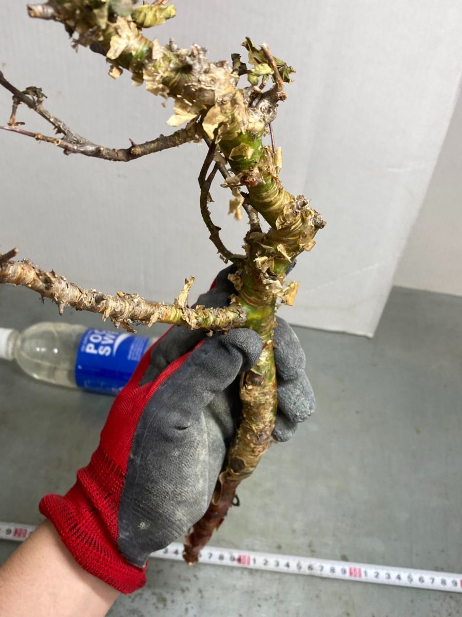 数量限定，人気 ヨ7818 現地 コミフォラ ミルラ 中 抜き苗 コンミフォラ 5/27最新到着 Commiphora myrrha 塊根植物(観葉植物)｜売買されたオークション情報、yahooの商品情報をアーカイブ公開 - オークファン その他