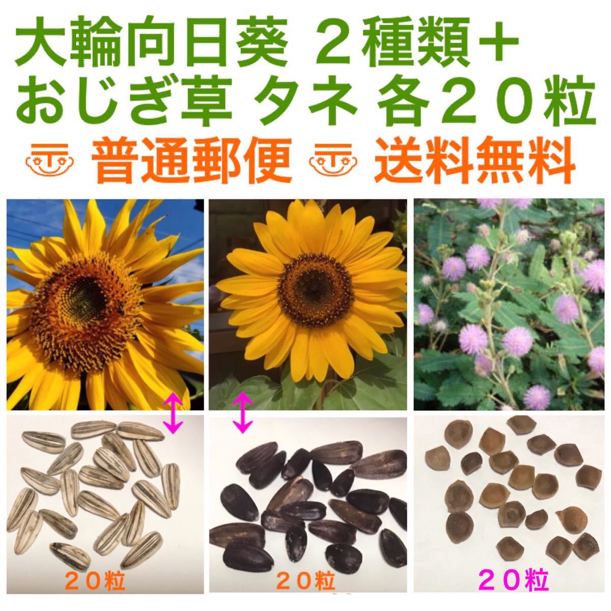 大輪向日葵 ひまわり ヒマワリ 種 2種類 各粒 オジギソウ おじぎ草 種 粒 種 売買されたオークション情報 Yahooの商品情報をアーカイブ公開 オークファン Aucfan Com