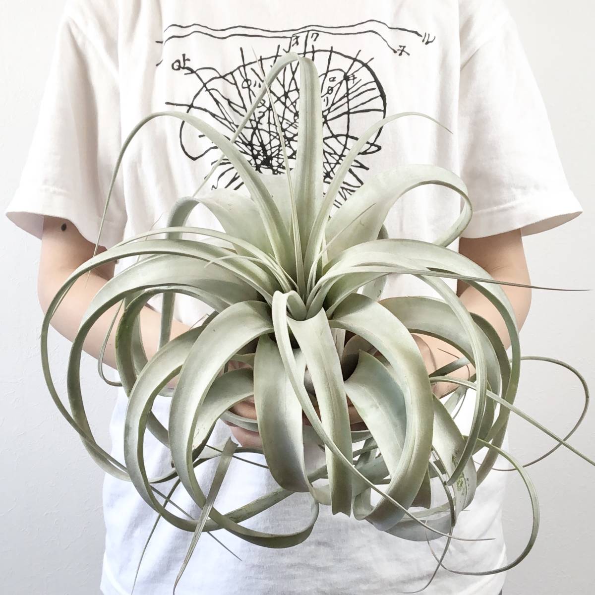T1144】美株！！ キセログラフィカ ロングリーフ タイプ Tillandsia