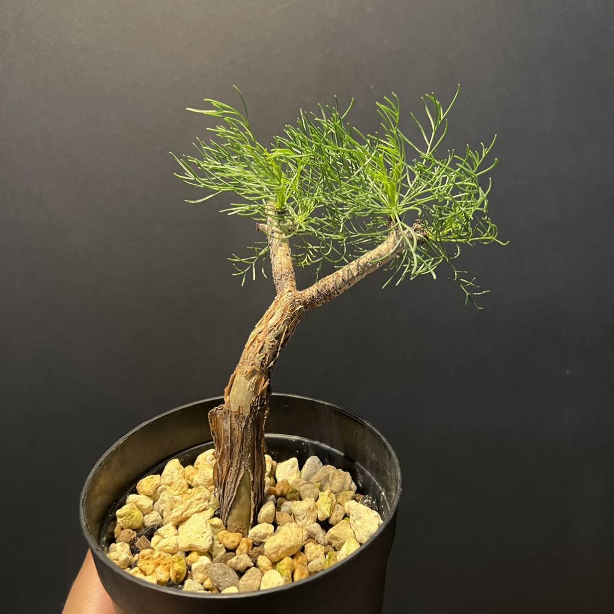 4種可/植替後.新芽展開】コミフォラ クラウセリアーナ commiphora