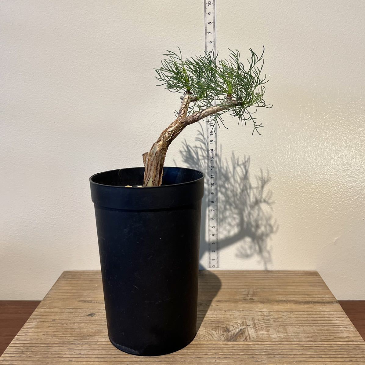 コミフォラ・クラウセリアーナ Commiphora kraeuseliana Commiphora