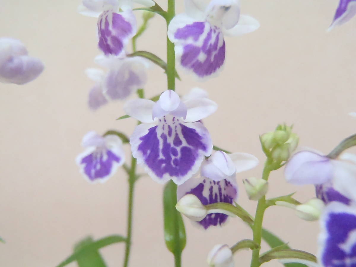 花園園芸 Aw７ アワチドリ 登録花 寿花の光 アワチドリ あわちどり 安房千鳥 ウチョウラン 古典植物 山野草 観葉植物 ラン 売買されたオークション情報 Yahooの商品情報をアーカイブ公開 オークファン Aucfan Com