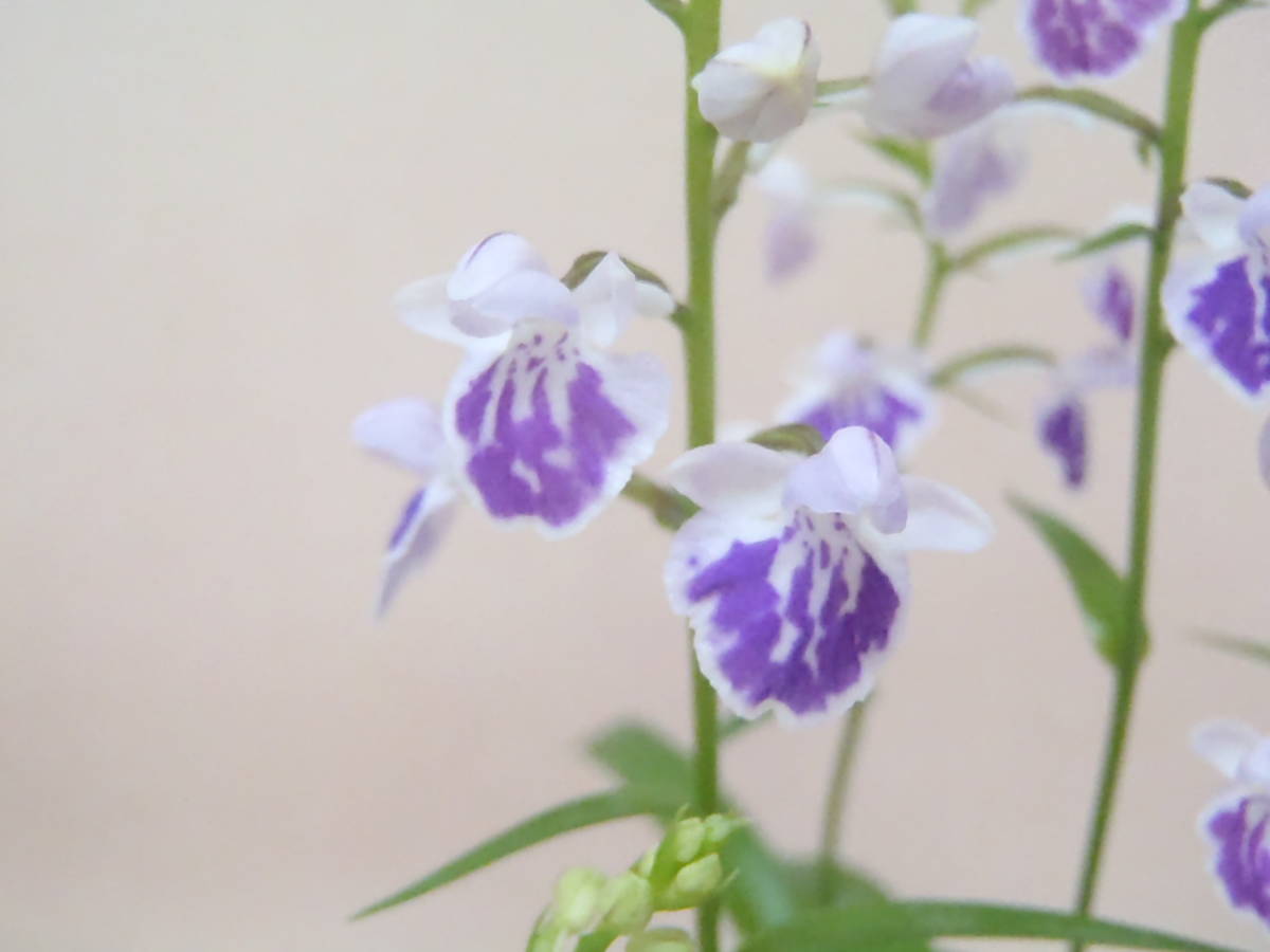 花園園芸 Aw７ アワチドリ 登録花 寿花の光 アワチドリ あわちどり 安房千鳥 ウチョウラン 古典植物 山野草 観葉植物 ラン 売買されたオークション情報 Yahooの商品情報をアーカイブ公開 オークファン Aucfan Com