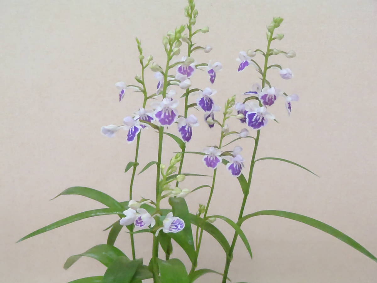 花園園芸 Aw７ アワチドリ 登録花 寿花の光 アワチドリ あわちどり 安房千鳥 ウチョウラン 古典植物 山野草 観葉植物 ラン 売買されたオークション情報 Yahooの商品情報をアーカイブ公開 オークファン Aucfan Com