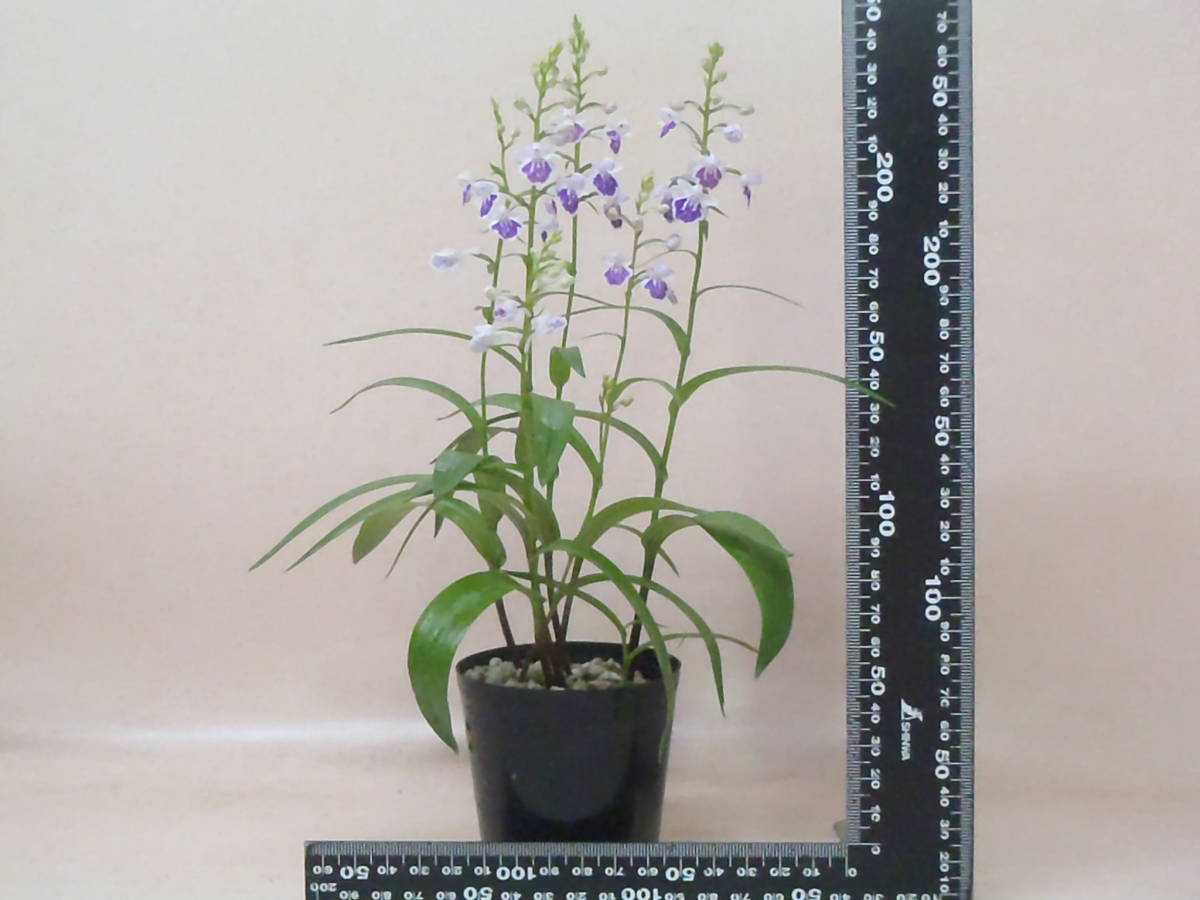 花園園芸 Aw７ アワチドリ 登録花 寿花の光 アワチドリ あわちどり 安房千鳥 ウチョウラン 古典植物 山野草 観葉植物 ラン 売買されたオークション情報 Yahooの商品情報をアーカイブ公開 オークファン Aucfan Com