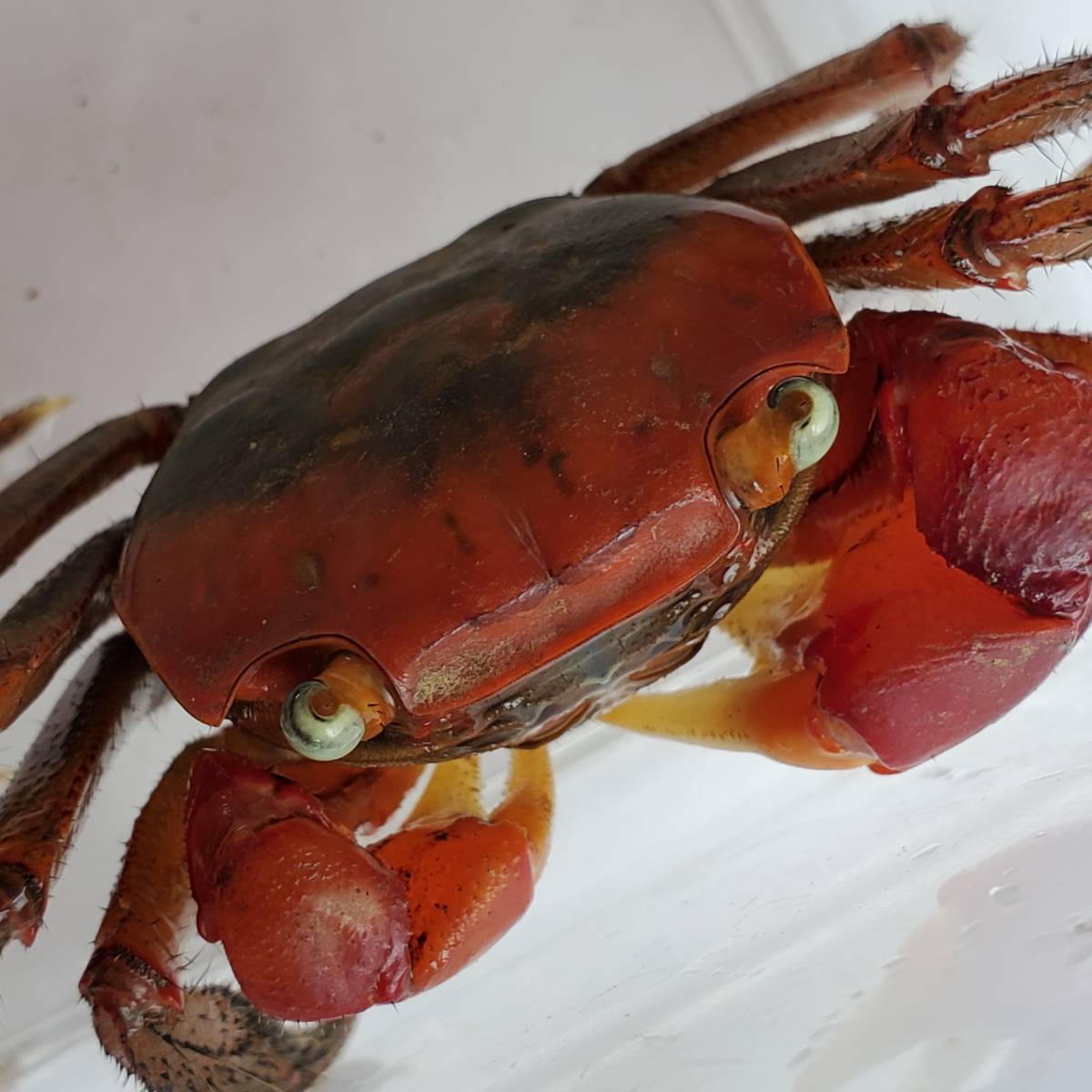 アカテガニ生体 11 甲幅約3 3 さるかに合戦のモデル たぶんオス 赤手蟹 簡単飼育ペット 夏休み自由研究 ベンケイガニ科アカテガニ属 その他 売買されたオークション情報 Yahooの商品情報をアーカイブ公開 オークファン Aucfan Com