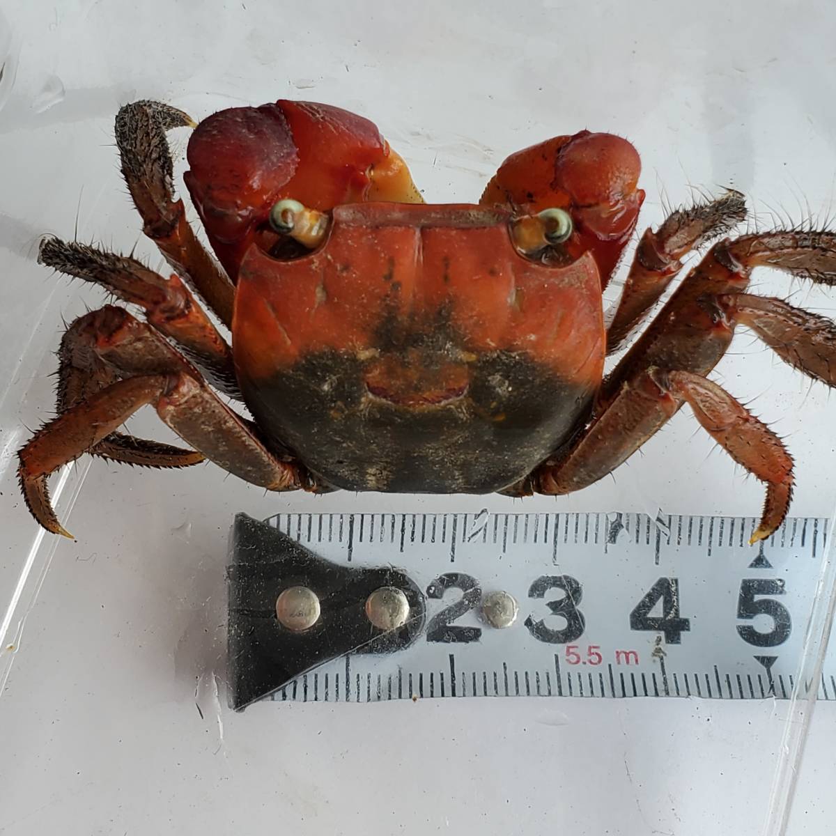 アカテガニ生体 11 甲幅約3 3 さるかに合戦のモデル たぶんオス 赤手蟹 簡単飼育ペット 夏休み自由研究 ベンケイガニ科アカテガニ属 その他 売買されたオークション情報 Yahooの商品情報をアーカイブ公開 オークファン Aucfan Com