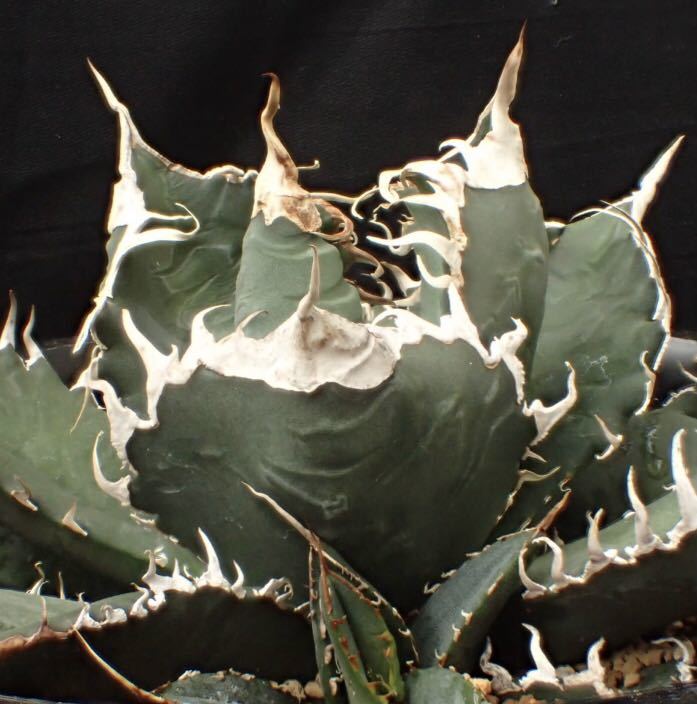 Yahoo!オークション - Agave super titanota Agave “super Yahoo!オークション - Agave super titanota Agave “super