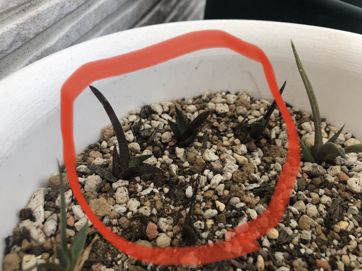 agave titanota スーパーチタノタ super titanota 悪魔 バケモノ