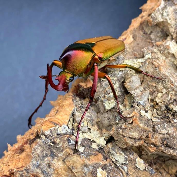 ロドリゲスカブトハナムグリ WDロドリゲスカブトハナムグリ ♂単品