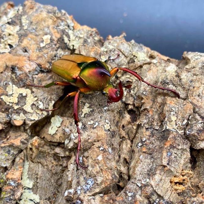 ロドリゲスカブトハナムグリ WDロドリゲスカブトハナムグリ ♂単品