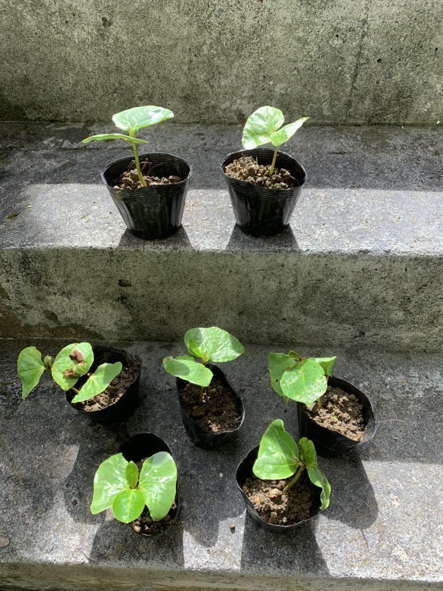 モモタマナ種5個 写真2 3はイメージ写真です 激安商品 3はイメージ写真です