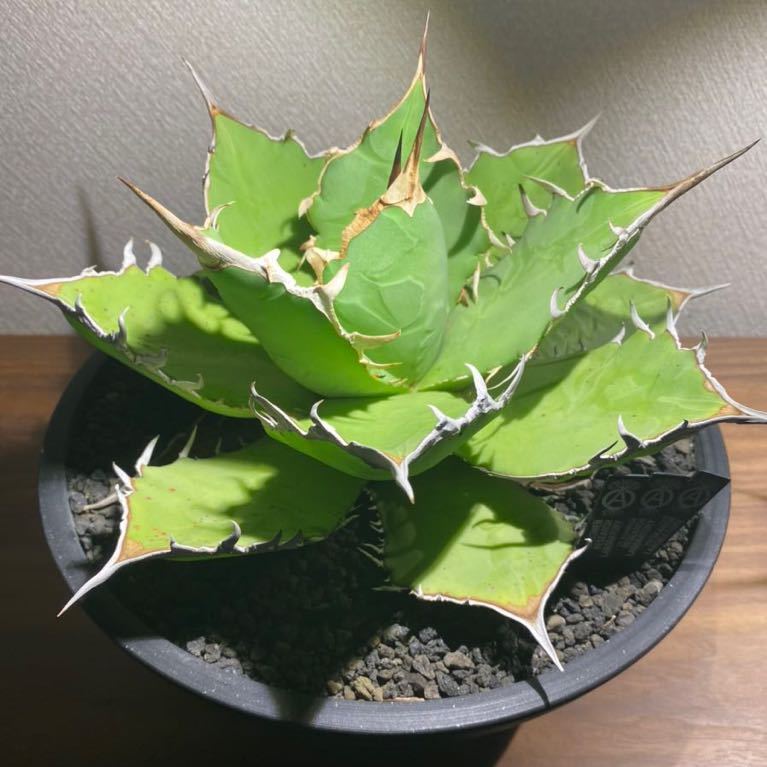 アガベ チタノタ 小島白刺 / 大株25cm / 検索 白鯨 黒鯨 悪魔 シーザー