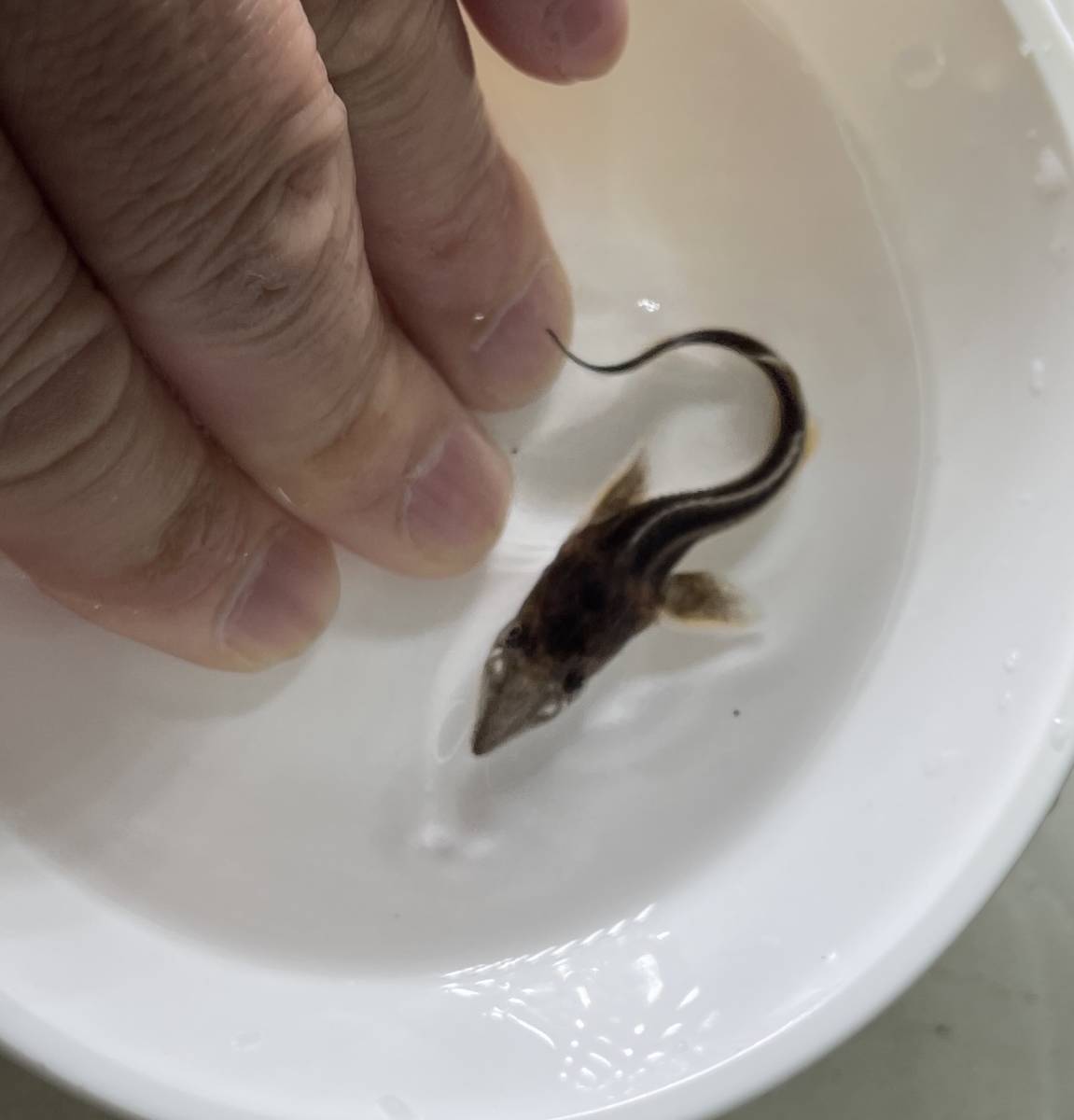 中 も小型 蝶鮫 チョウザメ 生体 幼魚 古代魚 コチョウザメ 大型魚 鑑賞魚 熱帯魚 淡水魚 熱帯魚飼育 淡水魚 売買されたオークション情報 Yahooの商品情報をアーカイブ公開 オークファン Aucfan Com