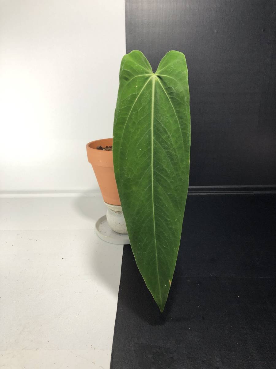 アンスリウム ワロクアーナム エスメラルダ | Anthurium Warocqueanum