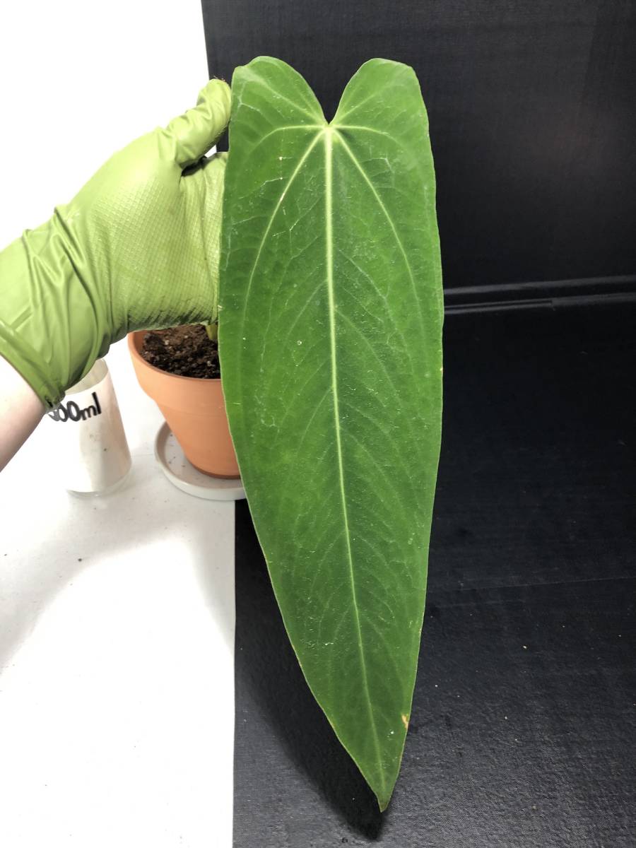 アンスリウム ワロクアーナム エスメラルダ | Anthurium Warocqueanum
