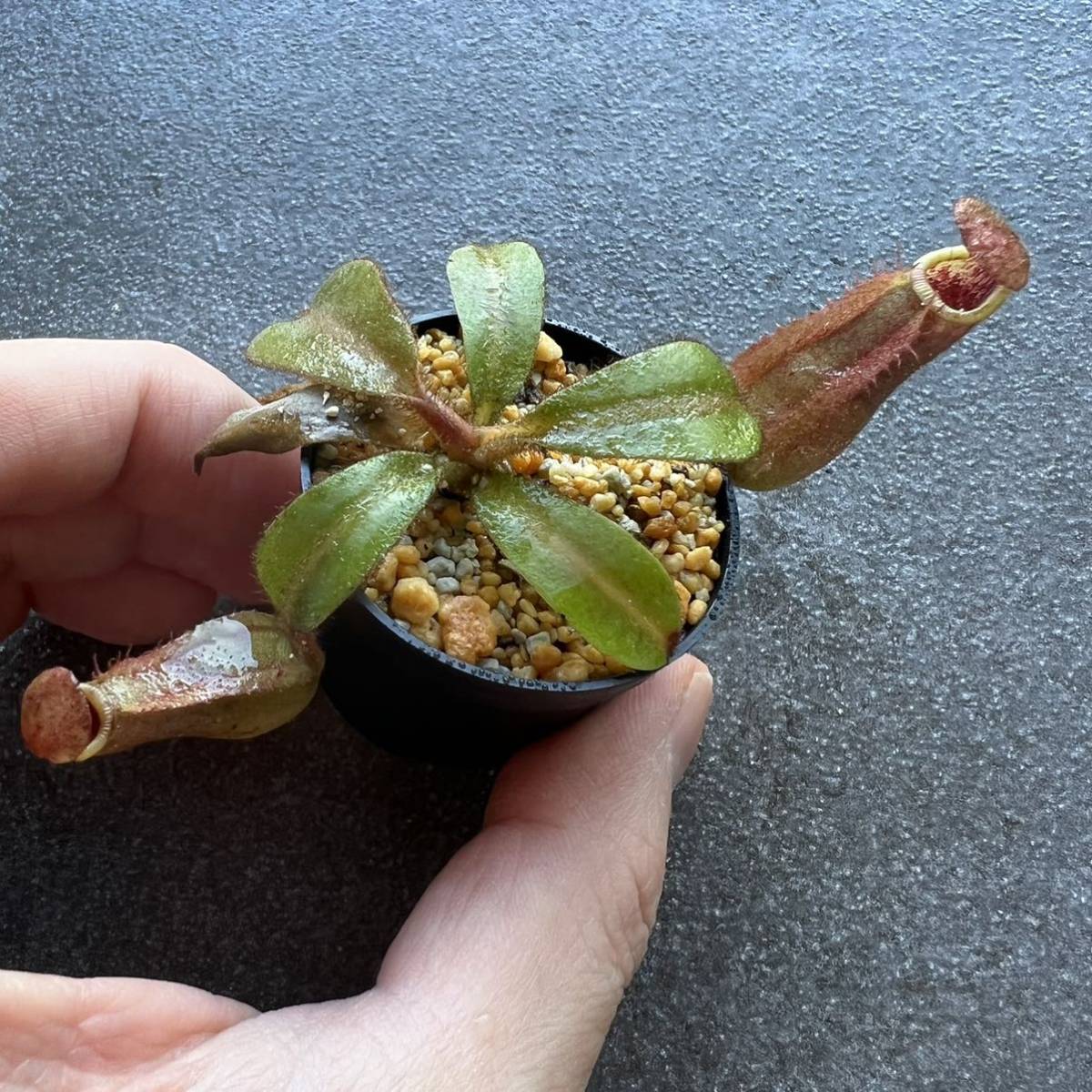 veitchii BE-4033 grex - – Bario Highland N. Nepenthes 0 # 'Bario