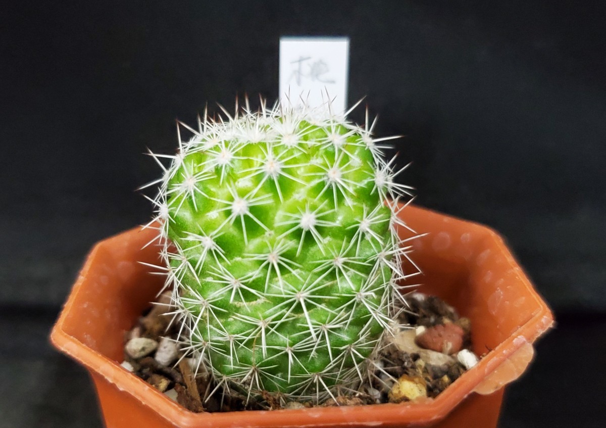 ミニサボテン マミラリア属 桃花丸 A 2号鉢 サボテン 売買されたオークション情報 Yahooの商品情報をアーカイブ公開 オークファン Aucfan Com