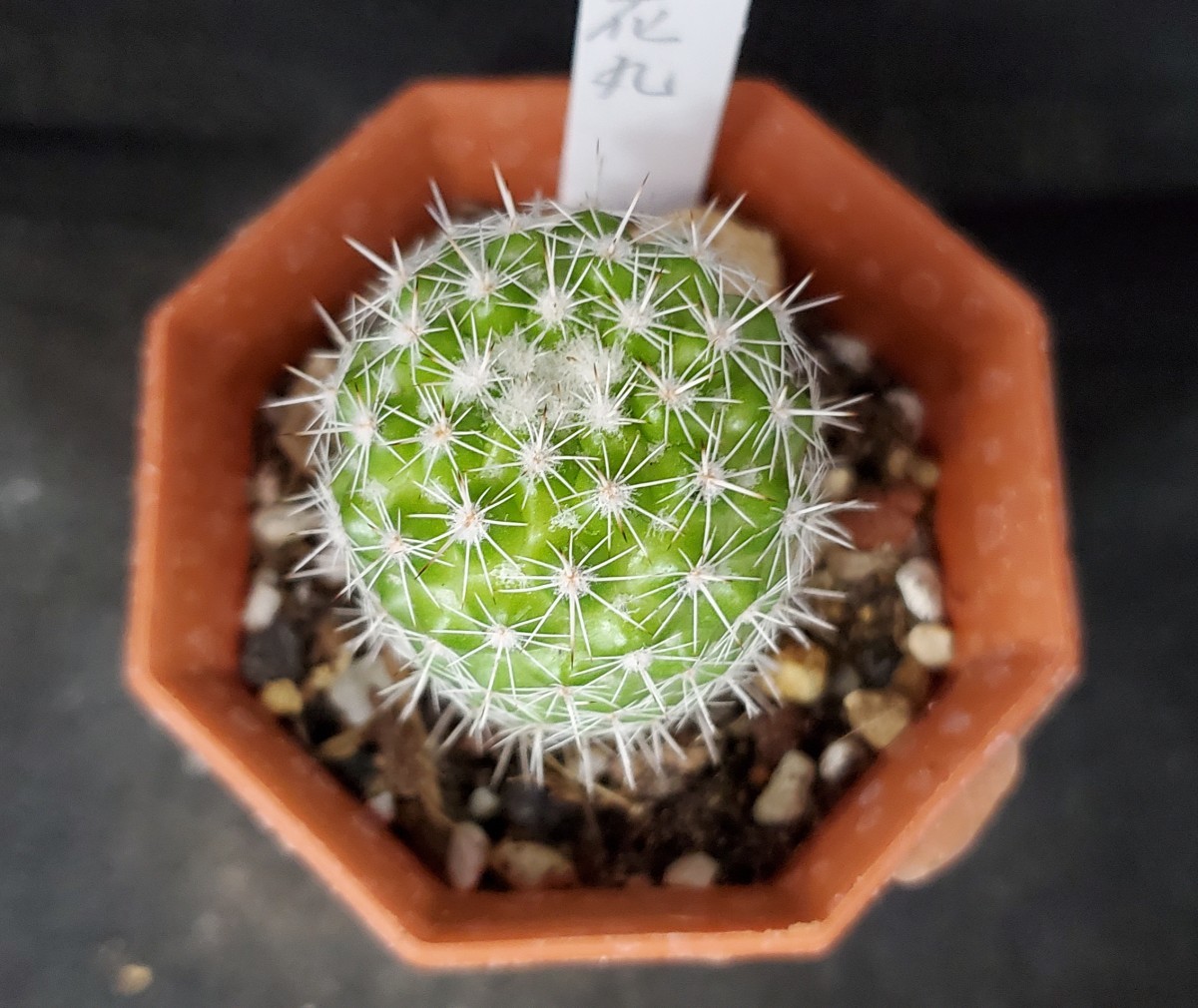 ミニサボテン マミラリア属 桃花丸 A 2号鉢 サボテン 売買されたオークション情報 Yahooの商品情報をアーカイブ公開 オークファン Aucfan Com