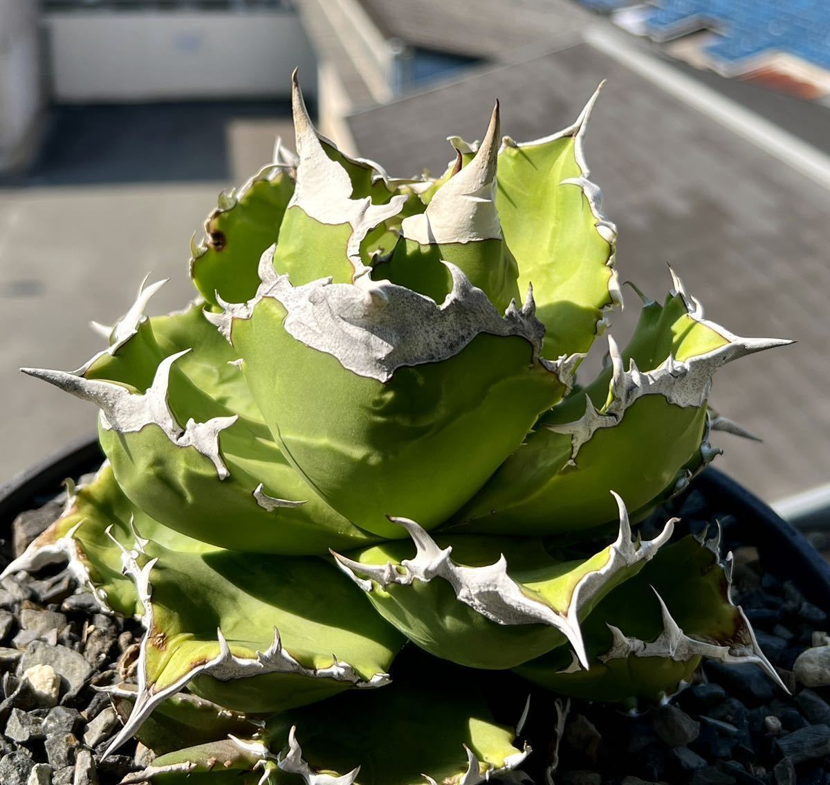 アガベ チタノタ “白火焔” 子株【Agave Titanota 】ホワイトファイヤー