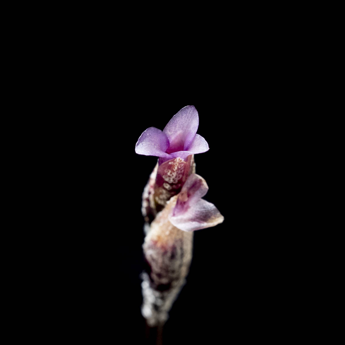 Tillandsia brealitoensis HR7152b 採取地データ付き ティランジア 
