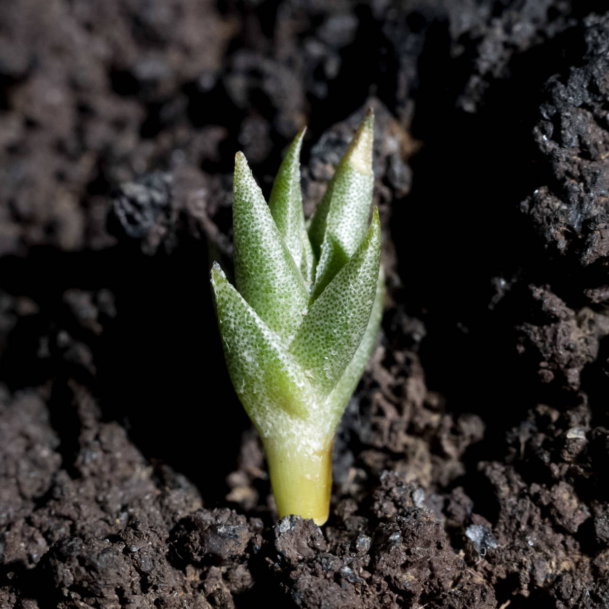 Tillandsia brealitoensis HR7152b 採取地データ付き ティランジア 