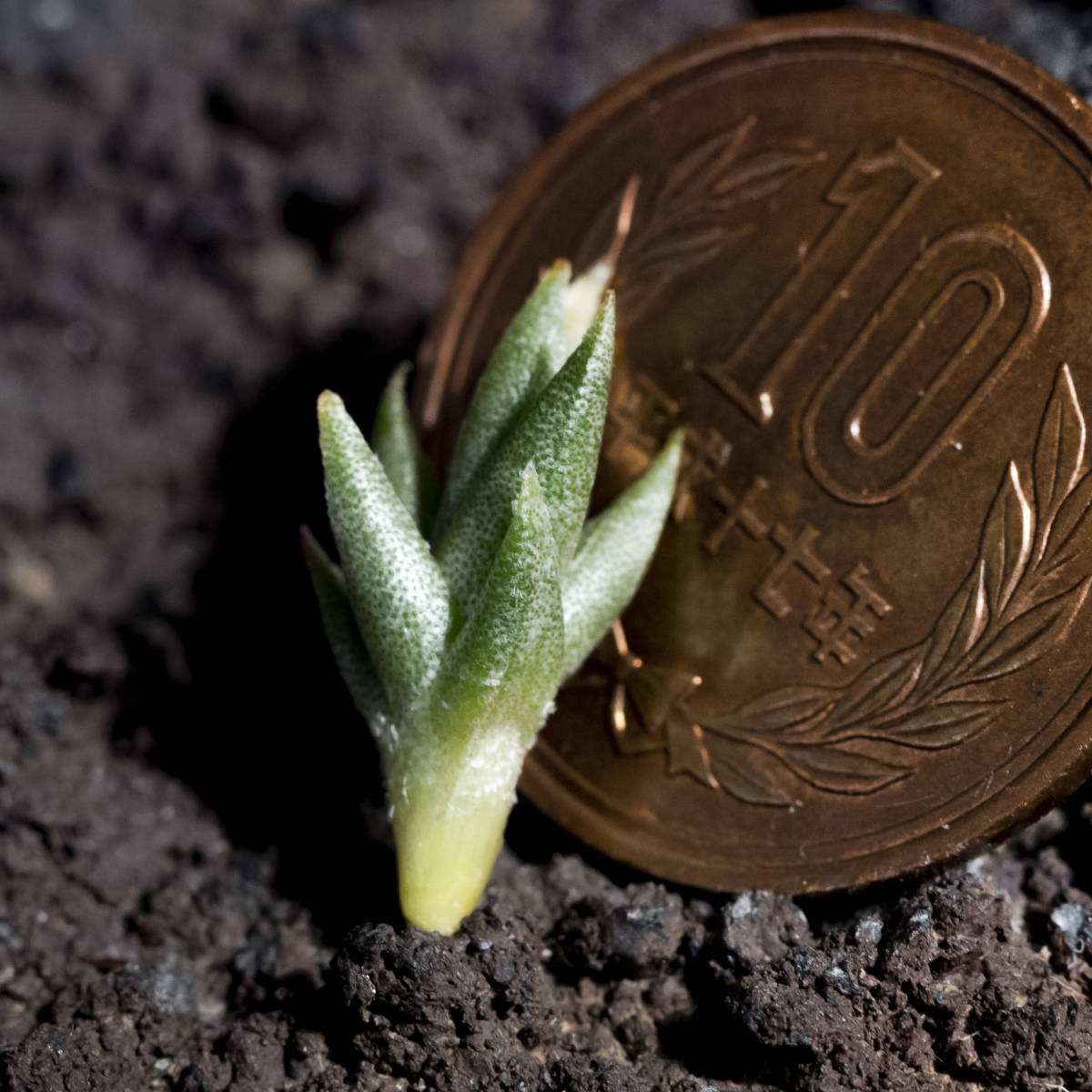 Tillandsia brealitoensis HR7152b 採取地データ付き ティランジア 