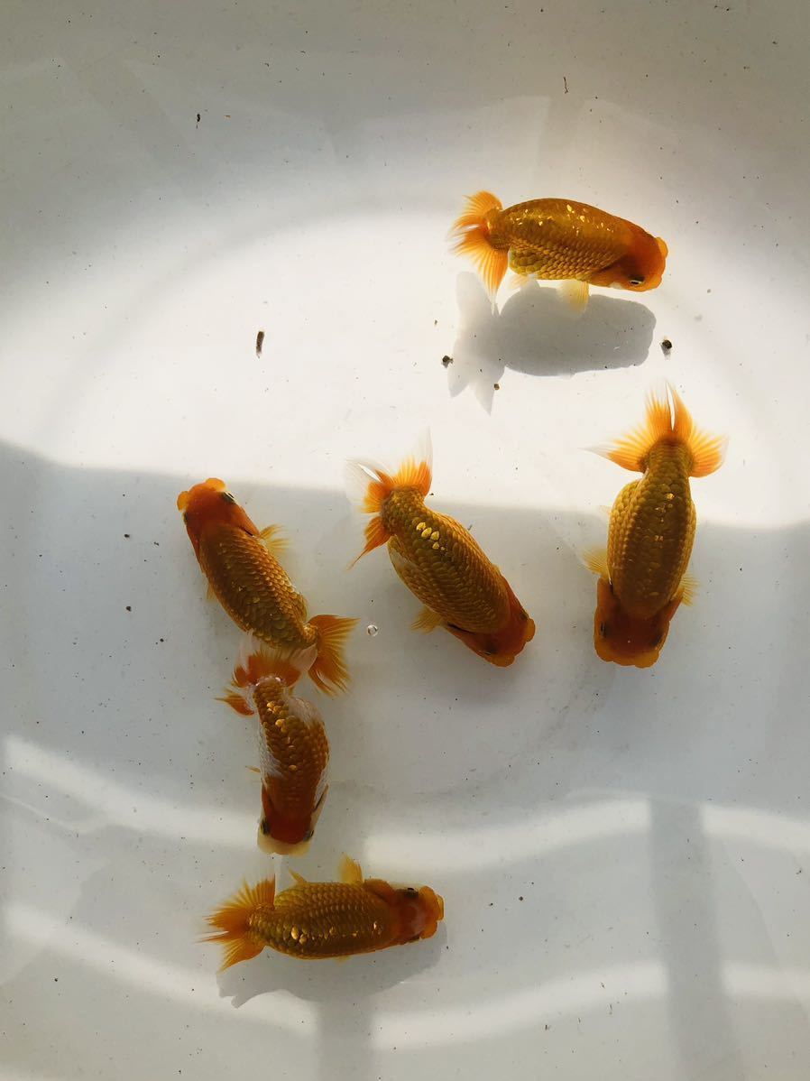 【夢生らんちゅう】上種研究会用　6匹　8〜10センチ 当歳魚 No.24