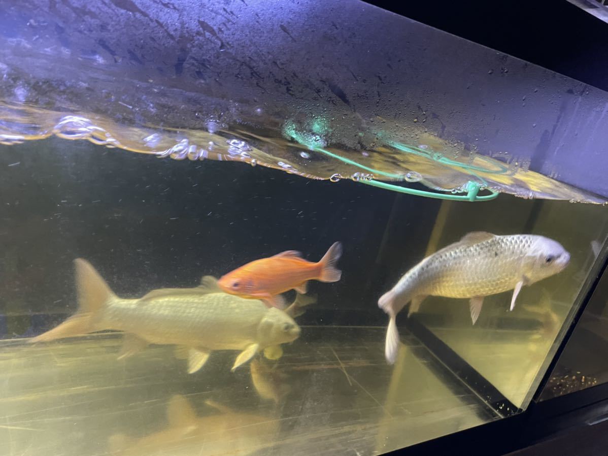 アクリル水槽 180 60 60 中古 室内利用 引取限定