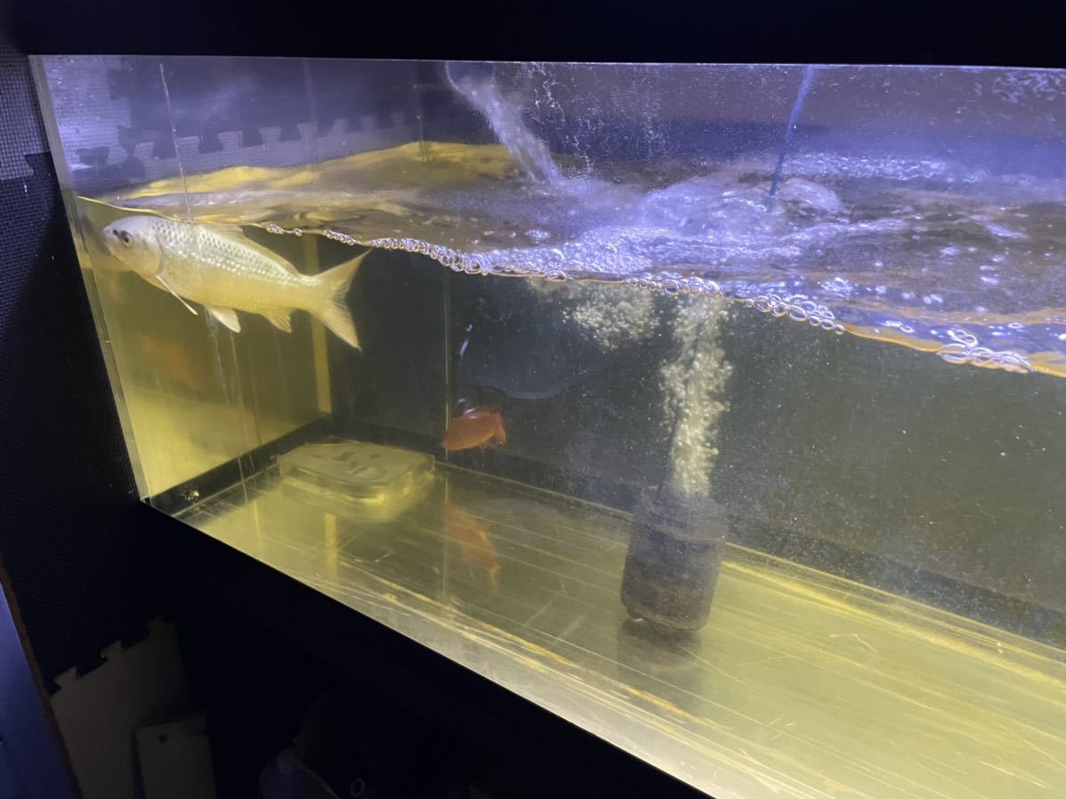 アクリル水槽 180 60 60 中古 室内利用 引取限定