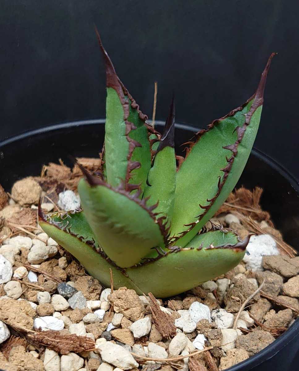 発根済 アガベ チタノタ ホリダ Agave titanota horrida 特選 【公式通販】