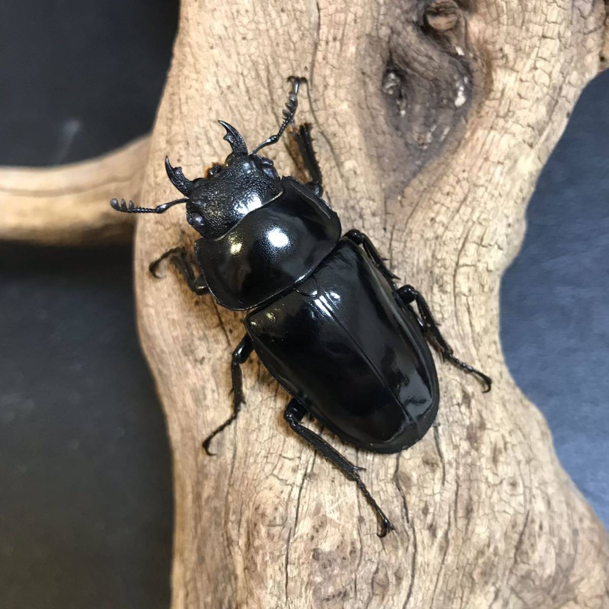 コンフキウスノコギリクワガタ 新成虫 2♀ コンフキウス