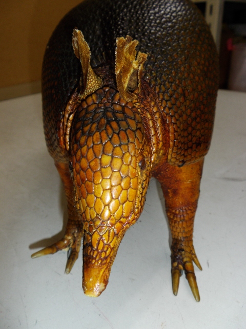 アルマジロ 剥製 レア 希少 標本 動物 オブジェ 置物 【公式通販】