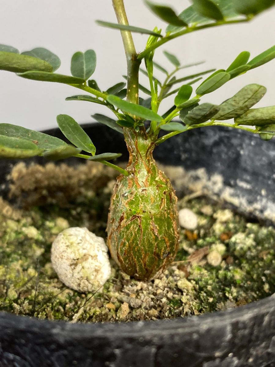 文山豆盆栽鉢1.5号12点セット 盆栽鉢 No.305 Japan Network Bonsai