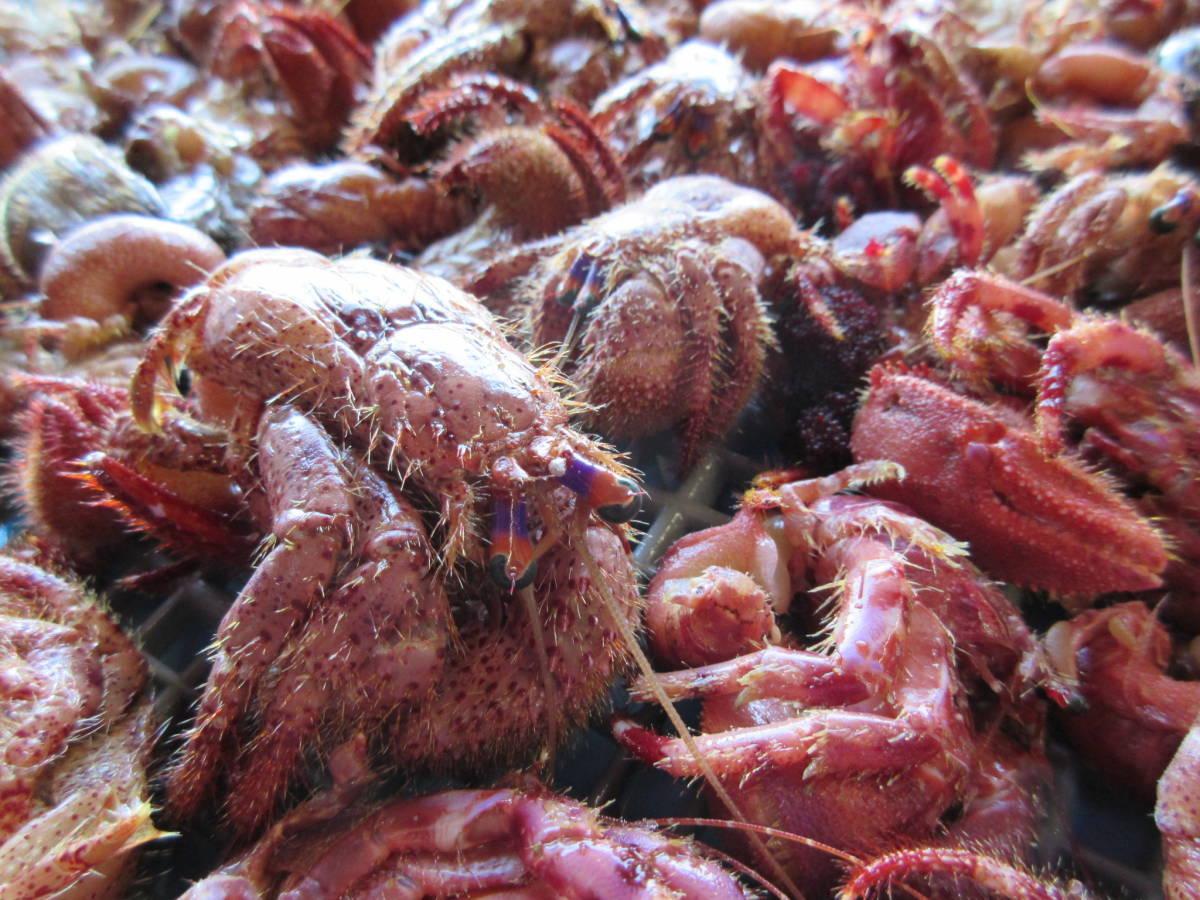 石鯛 イシガキ 餌 エサ オニヤドカリ 約1 2kg 24匹急速冷凍 超低温 60度保管 大サイズ Brandsynariourdu Com