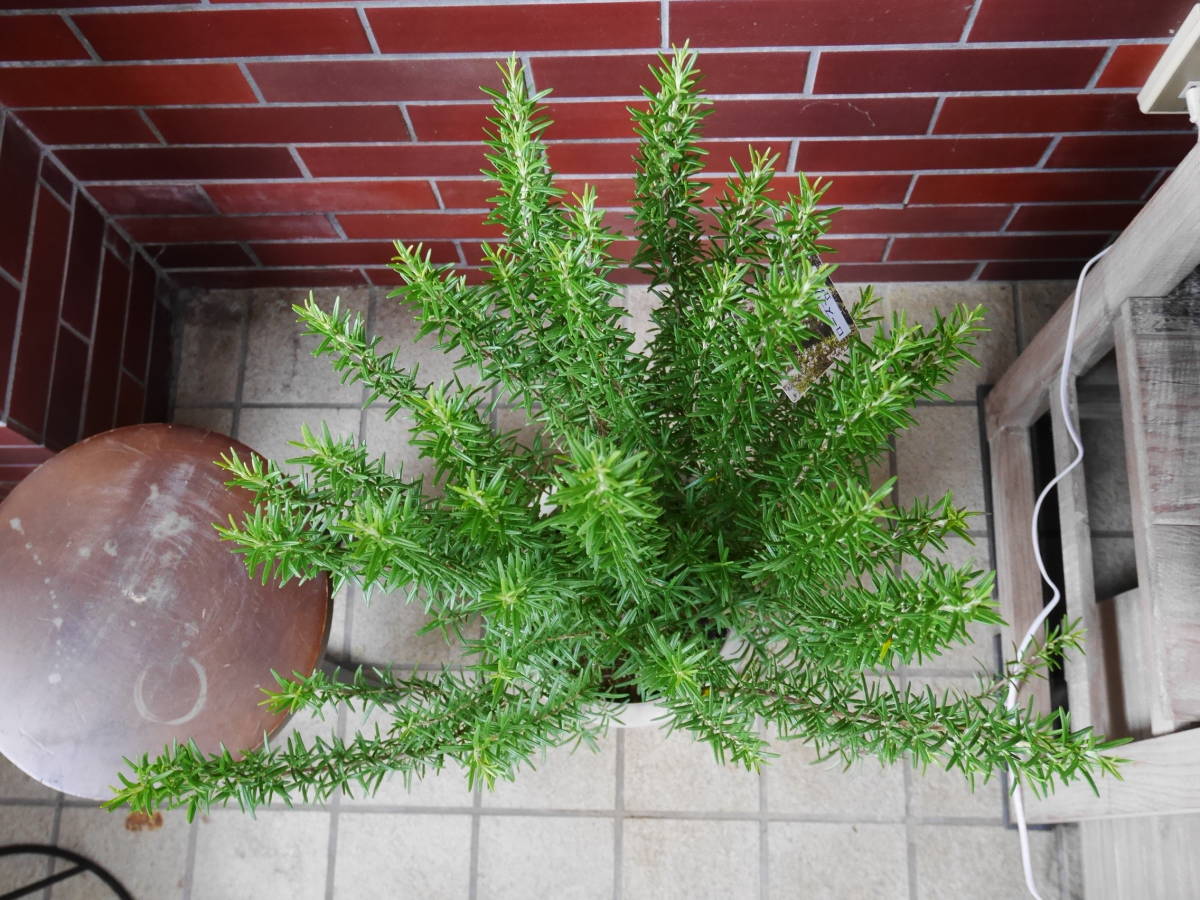ローズマリー おしゃれ 苗 立性 屋外植物 観葉植物 鉢植え ローズ
