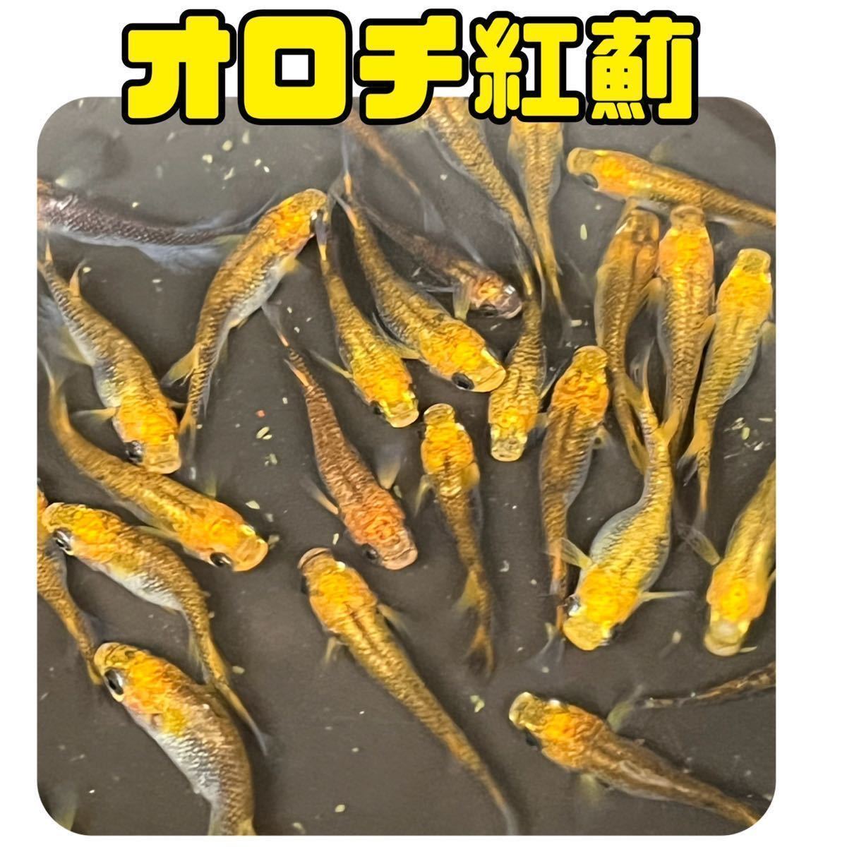 小川ブラックの値段と価格推移は 36件の売買情報を集計した小川ブラックの価格や価値の推移データを公開