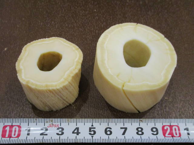 ウニコール　牙　角　輪切り　イッカク鯨歯 ウニコール 輪切り2個セット イッカク鯨の角（歯牙 根付(科学、自然