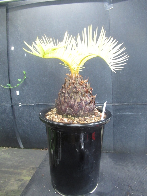Yahoo!オークション - 観葉植物 黄金 ソテツ サイカス レボルタ