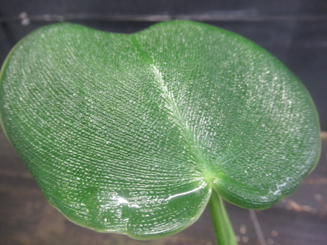 KN フィロデンドロン ルゴーサム 'ピッグスキン'（PHILODENDRON