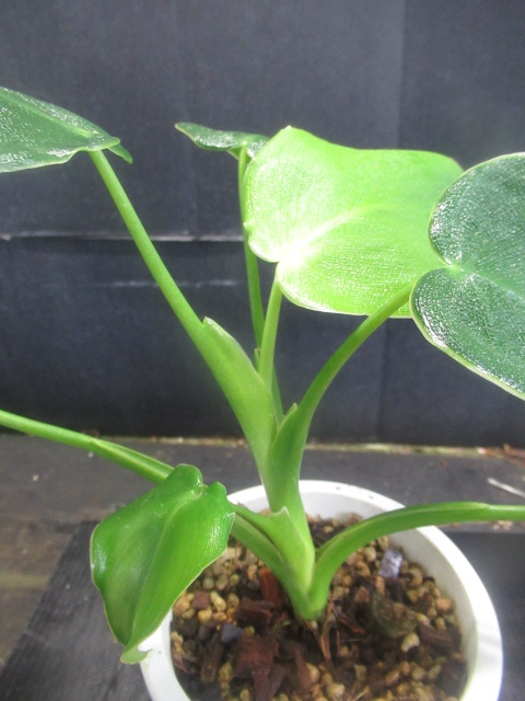 KN フィロデンドロン ルゴーサム 'ピッグスキン'（PHILODENDRON