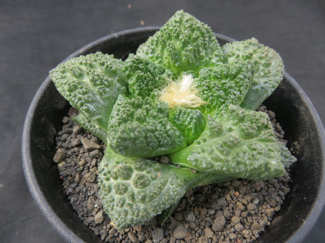 ☆サボテン☆ 亀甲ゴジラ錦 実生 ☆サボテン・多肉植物☆868
