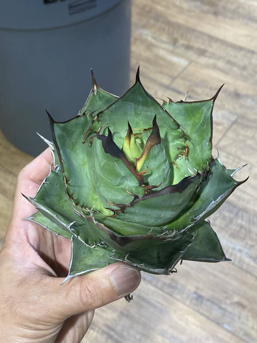 ☆rnz322☆展示品☆カッシーナixc☆植木莞爾☆vent☆ヴェント
