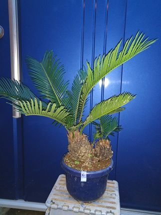 蘇鉄◆ソテツ 株立ち 角鉢◆そてつ◆リゾート庭木◆現品！（品番HIC）