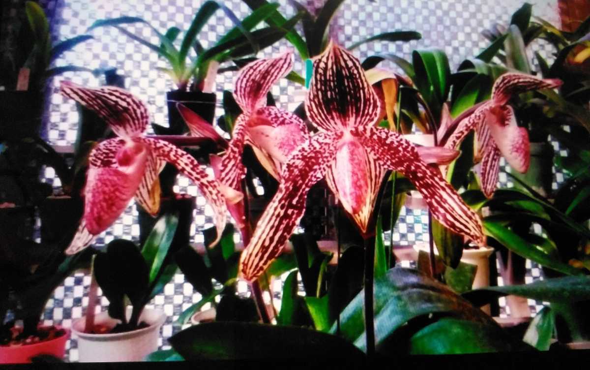 人気定番，お得 洋ランpaph(ラン)｜売買されたオークション情報、yahooの商品情報をアーカイブ公開 - オークファン ラン