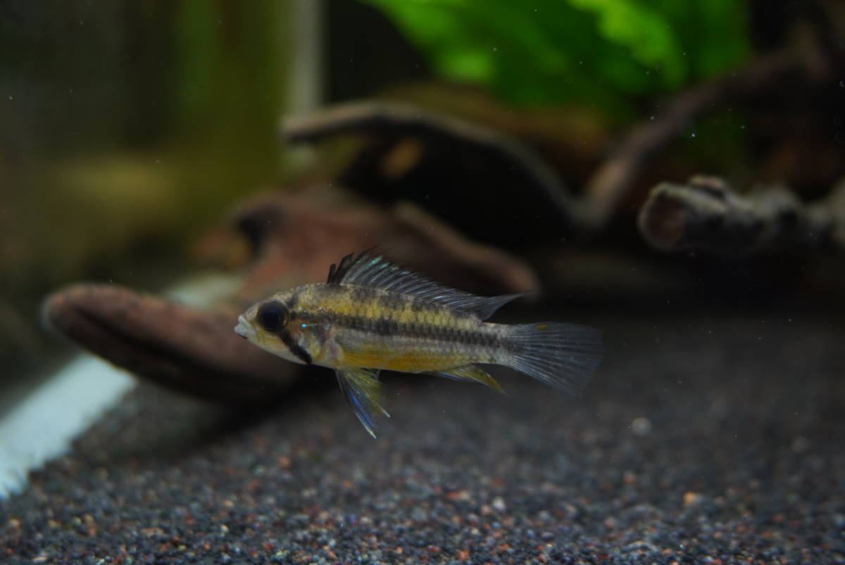 アピストグラマ カカトゥオイデス ワイルドペア 淡水魚 売買されたオークション情報 Yahooの商品情報をアーカイブ公開 オークファン Aucfan Com